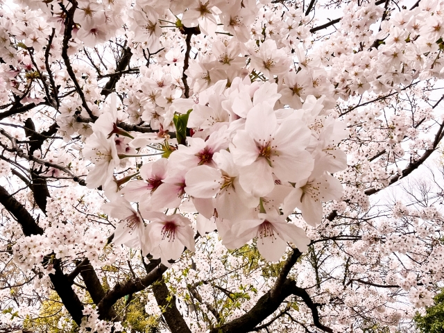 桜