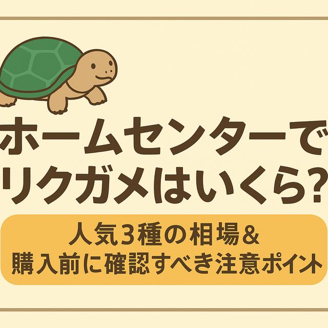 ホームセンターでリクガメはいくら？人気3種の相場＆購入前に確認すべき注意ポイント
